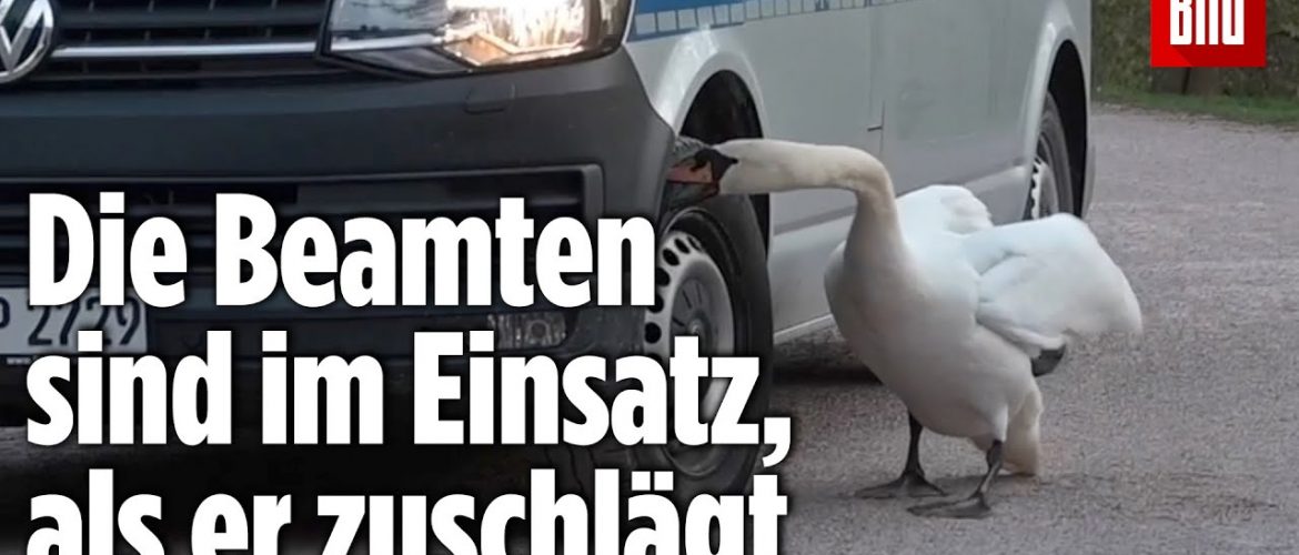 Weimar: Schwan greift bei Querdenker-Demo die Polizei an