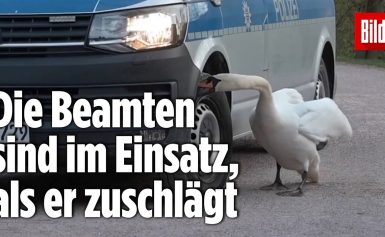 Weimar: Schwan greift bei Querdenker-Demo die Polizei an