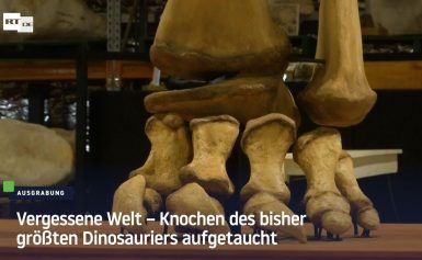 Vergessene Welt – Knochen des bisher größten Dinosauriers aufgetaucht