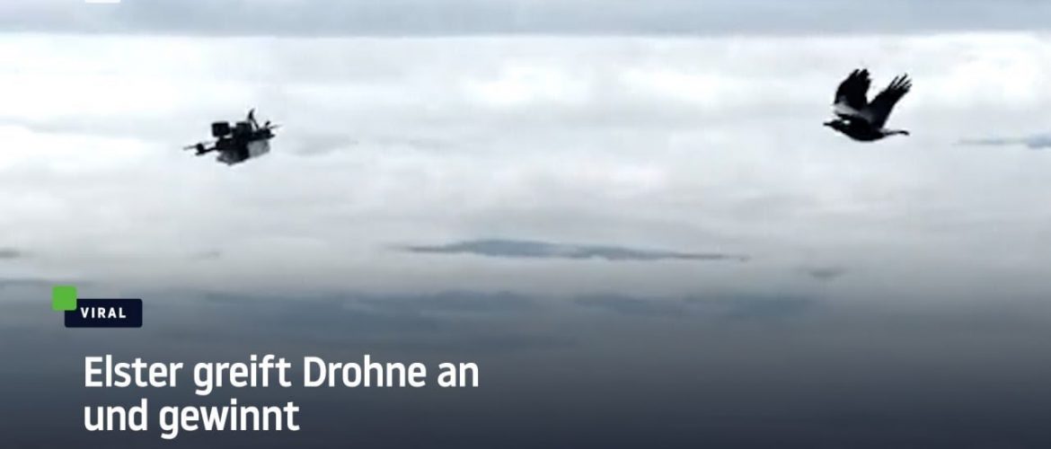 Elster greift Drohne an und gewinnt – „Alles in Australien will dich töten, sogar die Vögel“