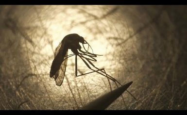 Die Hoffnung im Kampf gegen Malaria steckt im Rote-Beete-Saft