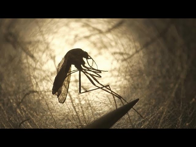 Die Hoffnung im Kampf gegen Malaria steckt im Rote-Beete-Saft