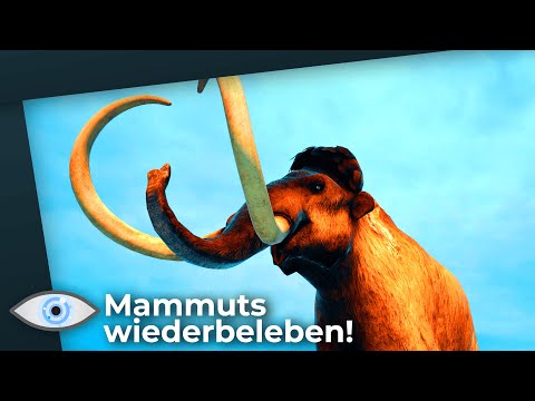 Dr. Frankenstein wird Wirklichkeit: Ausgestorbene Mammuts sollen wiederbelebt werden!