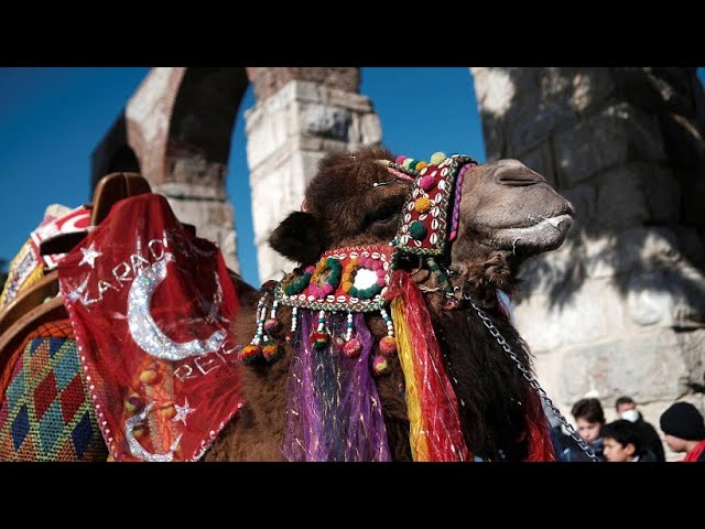 Umstrittene Tradition: Kritik an türkischem Kamel-Wrestling-Festival